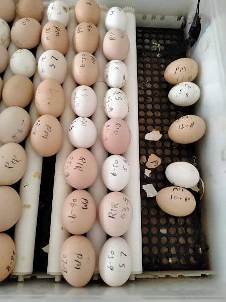Fresh and fertile eggs RIR, light Sussex, silver and golden Sebrights 0