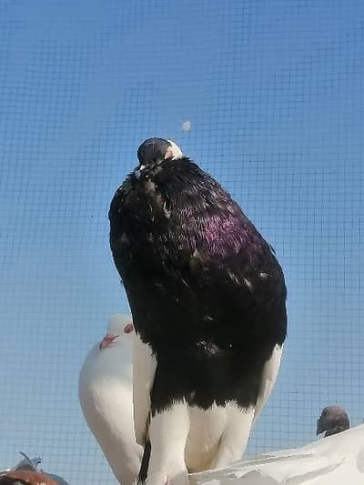 magpie gubara breader pair female purane laqwe me he bread OK he