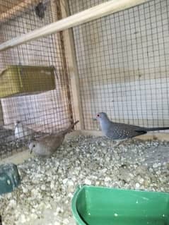 Diamond Dove Red Dove Breeder pair's Healthy And Active