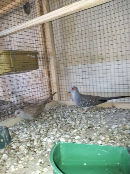 Diamond Dove Red Dove Breeder pair's Healthy And Active 1