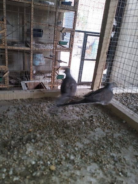 Diamond Dove Red Dove Breeder pair's Healthy And Active 2