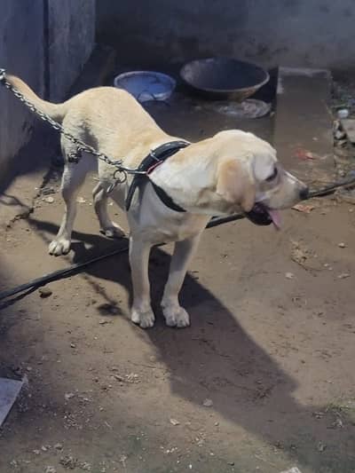 labra dog for male