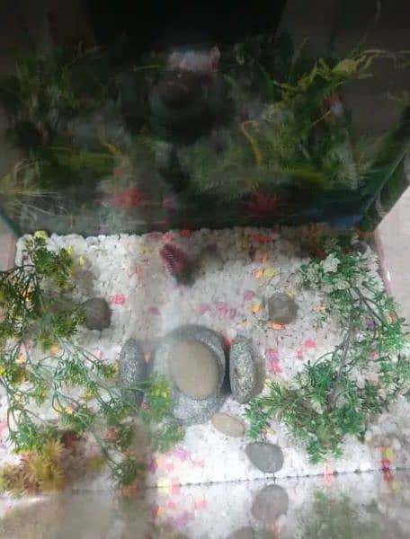 fish aquarium for sale 2