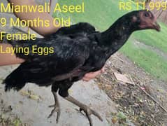 Selling Pure Mianwali Aseel