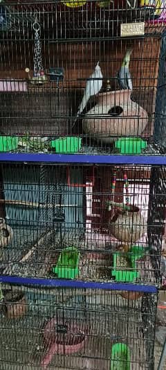 Birds with  Master cage 8 portion , Eno,cockateil and love bird