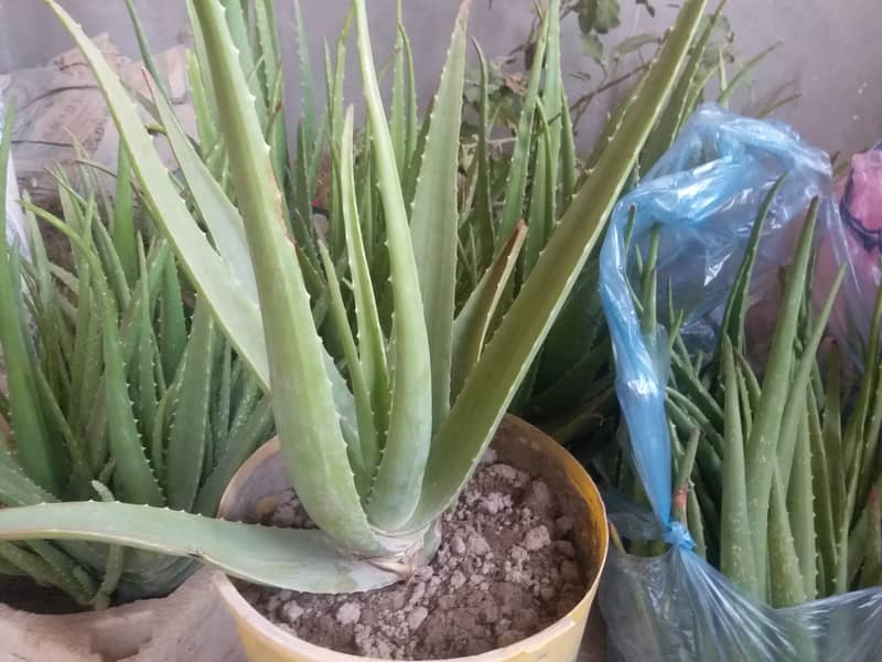 Aloe vera plants 1