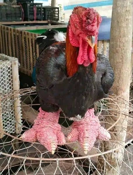 Dong Tao Chicks | Dragon Chicken | Parrot Beak RIR Australorp Hens Egg 0