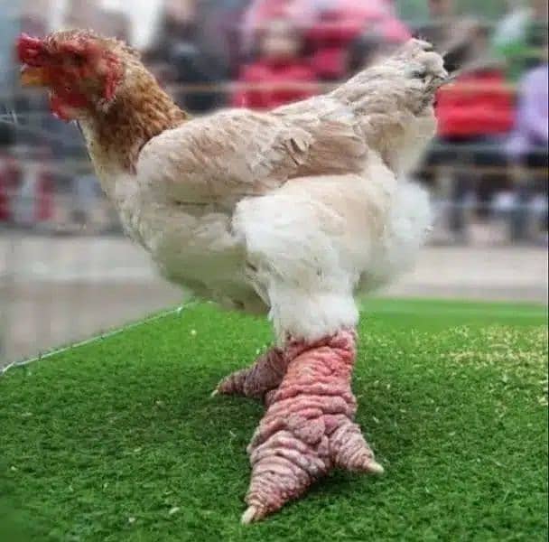 Dong Tao Chicks | Dragon Chicken | Parrot Beak RIR Australorp Hens Egg 1