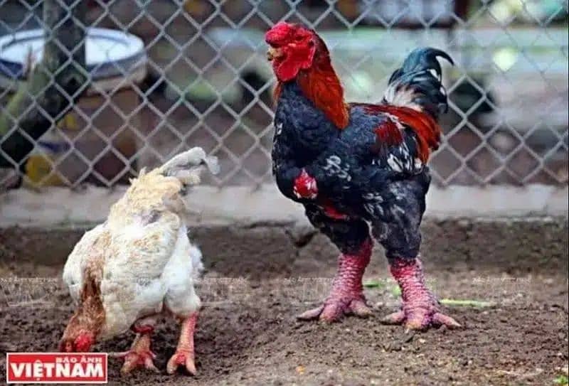 Dong Tao Chicks | Dragon Chicken | Parrot Beak RIR Australorp Hens Egg 4