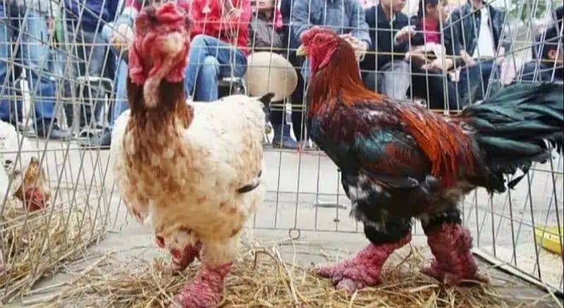 Dong Tao Chicks | Dragon Chicken | Parrot Beak | Egg Laying Hens Setup 9