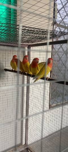 All birds are healthy active and breeder.