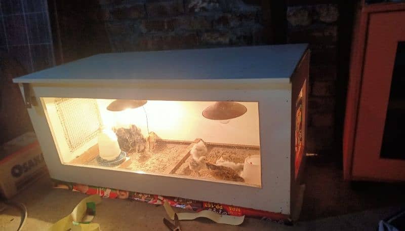 brooder for chicks 4