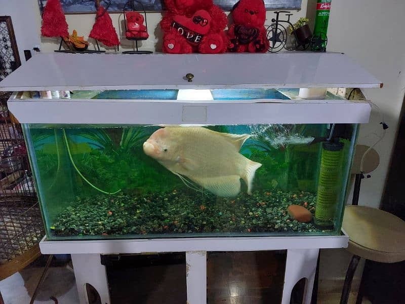 giant gaurami with aquarium 1