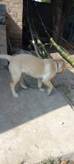 Labra dog best sale sale olx