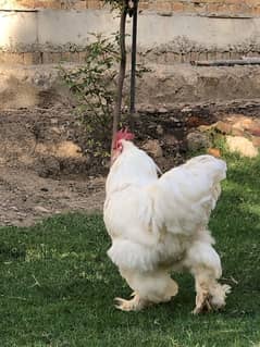 Buff Hens in Charsadda, Free classifieds in Charsadda