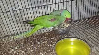 raw parrot 03245450769whatsup 0