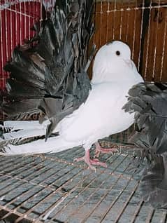 English fantail pigeon adult pair for sale.