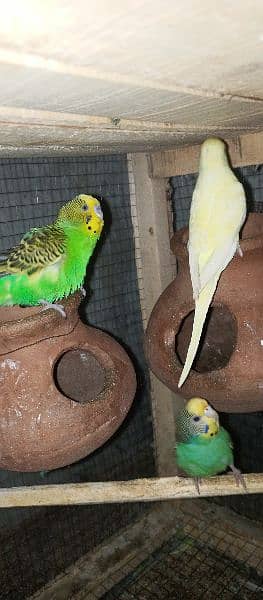 Australian parrots available 0