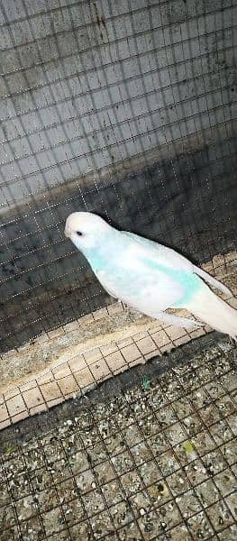 Australian parrots available 1