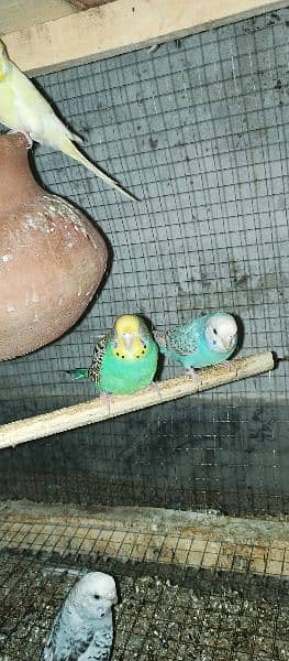 Australian parrots available 2