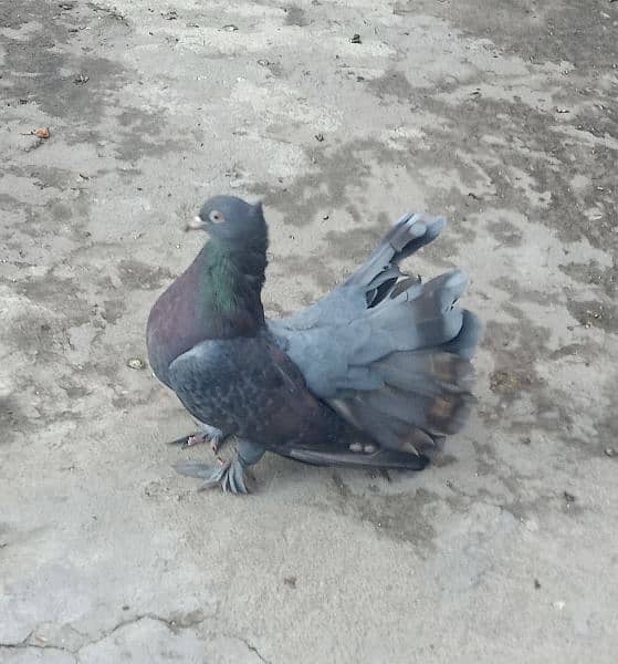 Breeder Lakka Female Pigeon For Sale. . . - Pigeons - 1078859171