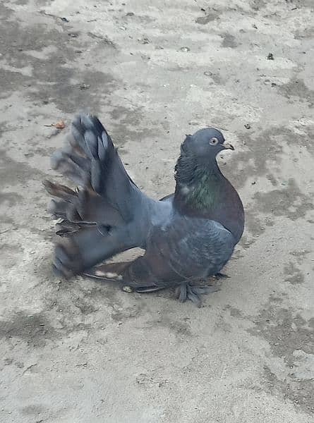 Breeder Lakka Female Pigeon For Sale. . . - Pigeons - 1078859171