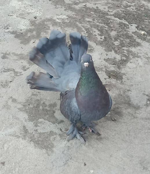 Breeder Lakka Female Pigeon For Sale. . . - Pigeons - 1078859171