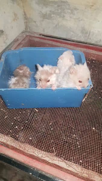 long coat hamster + hamster babies 3