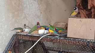 Gouldian Finch Breeder Pairs