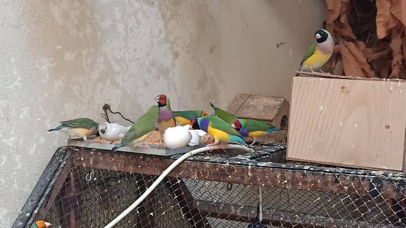 Gouldian Finch Breeder Pairs 0