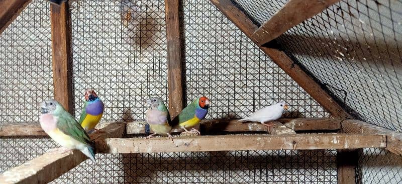 Gouldian Finch Breeder Pairs 1