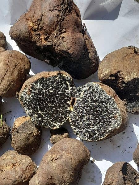 black truffle 1