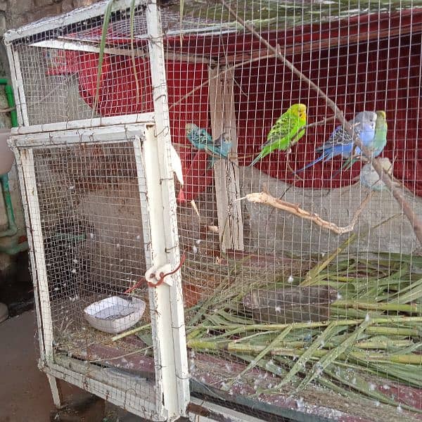 4 birds and   solid iron cage 0
