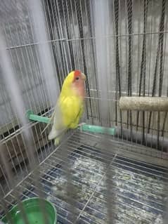 Common Latino Love Bird Red Eyes Breeding Pair + Cage