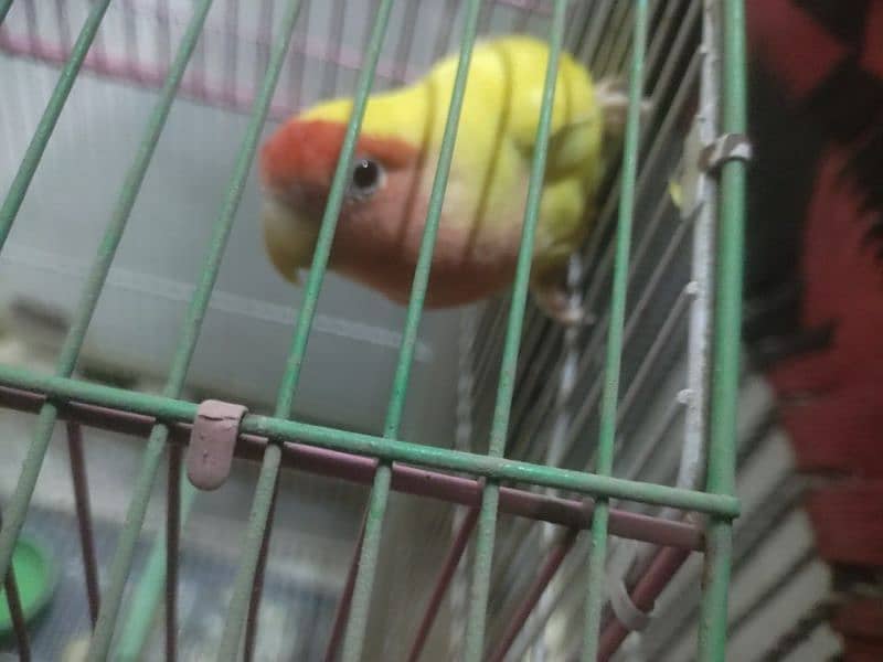 Common Latino Love Bird Red Eyes Breeding Pair + Cage 1