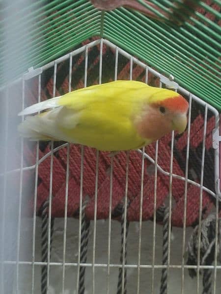 Common Latino Love Bird Red Eyes Breeding Pair + Cage 2