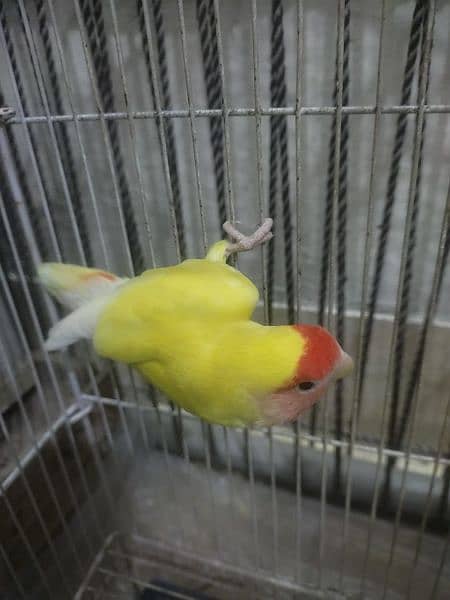 Common Latino Love Bird Red Eyes Breeding Pair + Cage 3