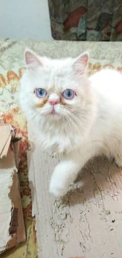 Peki Female Cat Piki Blue Eyes Tetra Coat