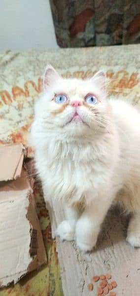 Peki Female Cat Piki Blue Eyes Tetra Coat 2