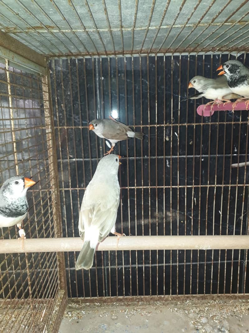 2b,3b,Bcbb zebra finch (lb,fawn,ng), splits 3