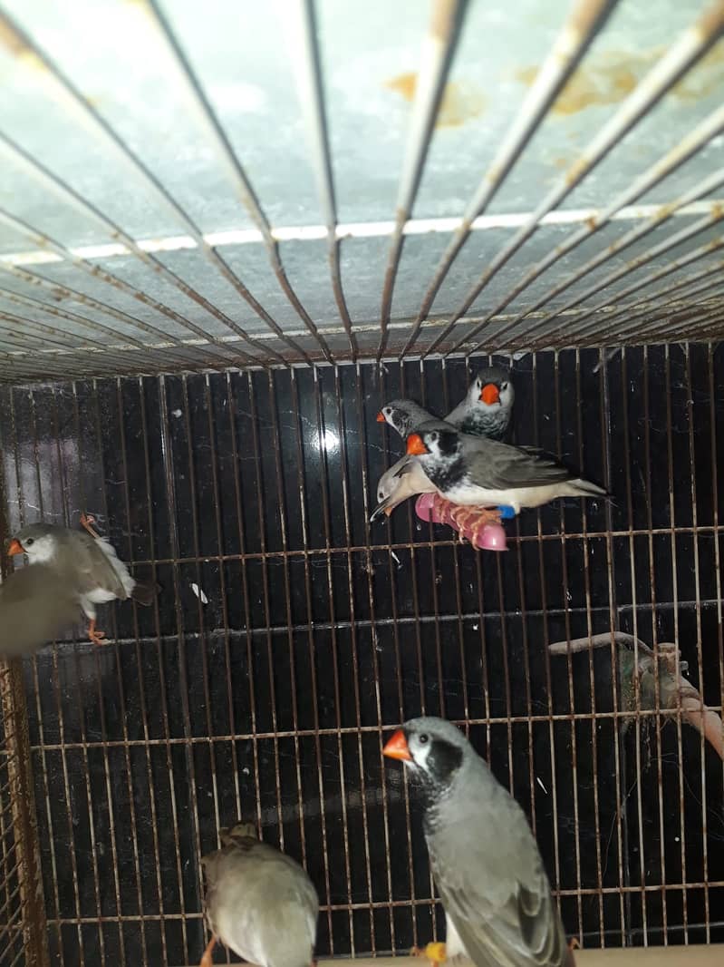 2b,3b,Bcbb zebra finch (lb,fawn,ng), splits full setup sale (no cage) 5