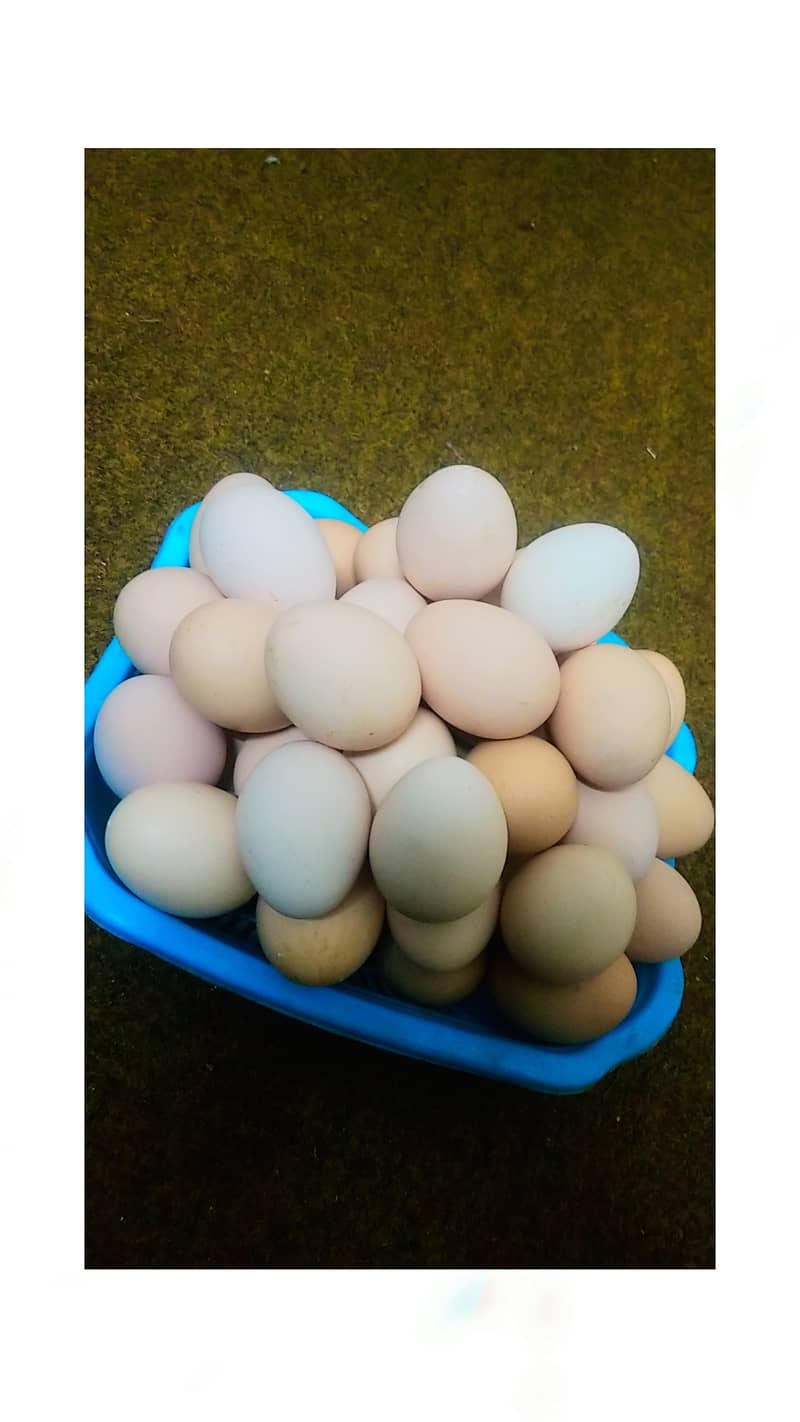 Pure desi eggs ghar ki murgion ka 650 per dzn 0