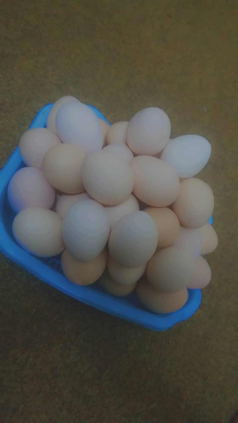 Pure desi eggs ghar ki murgion ka 650 per dzn 1