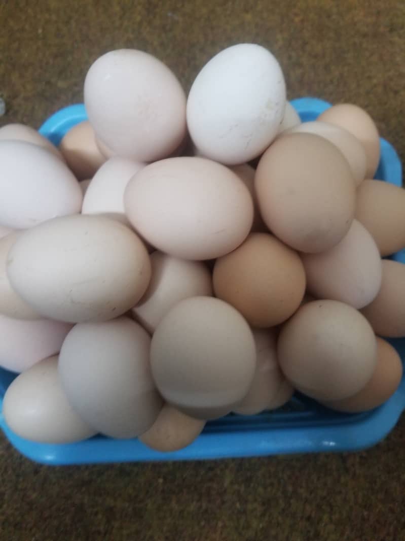 Pure desi eggs ghar ki murgion ka 650 per dzn 2