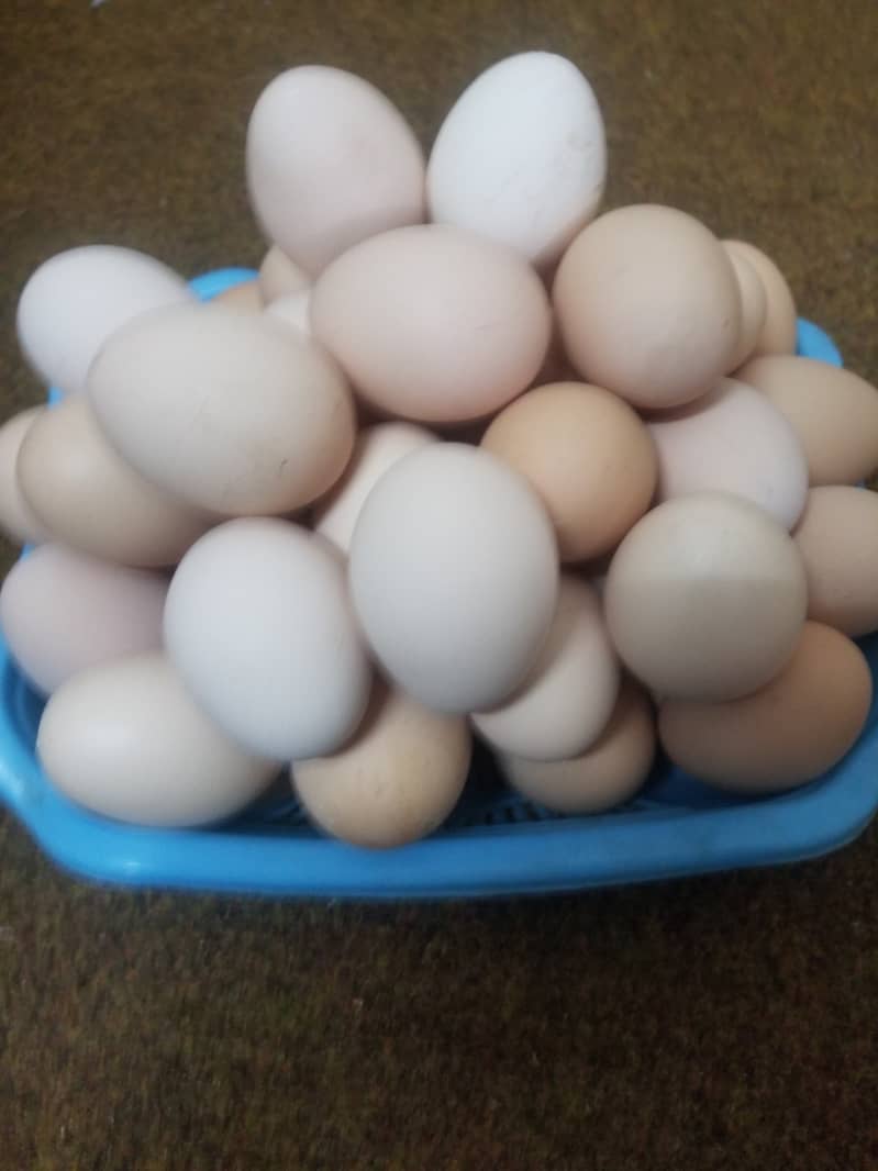 Pure desi eggs ghar ki murgion ka 650 per dzn 3