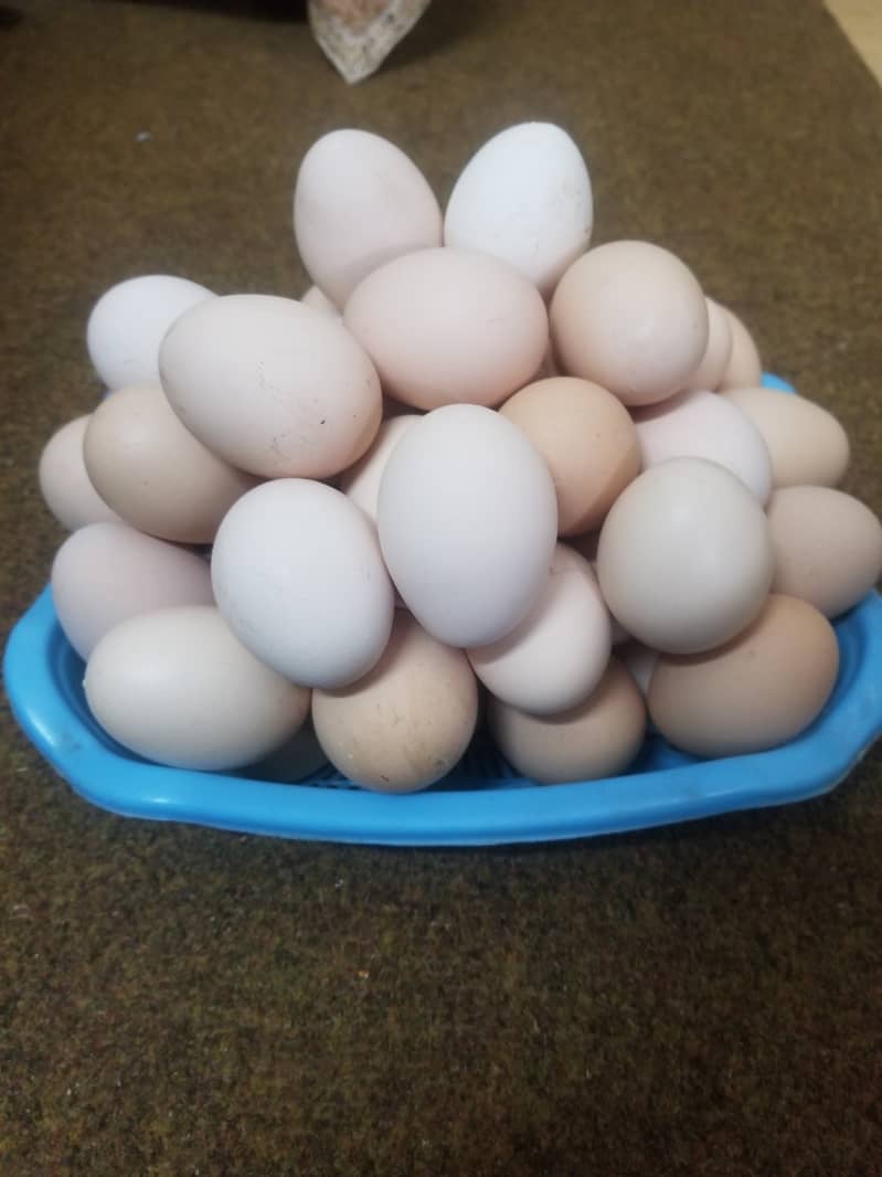 Pure desi eggs ghar ki murgion ka 650 per dzn 4