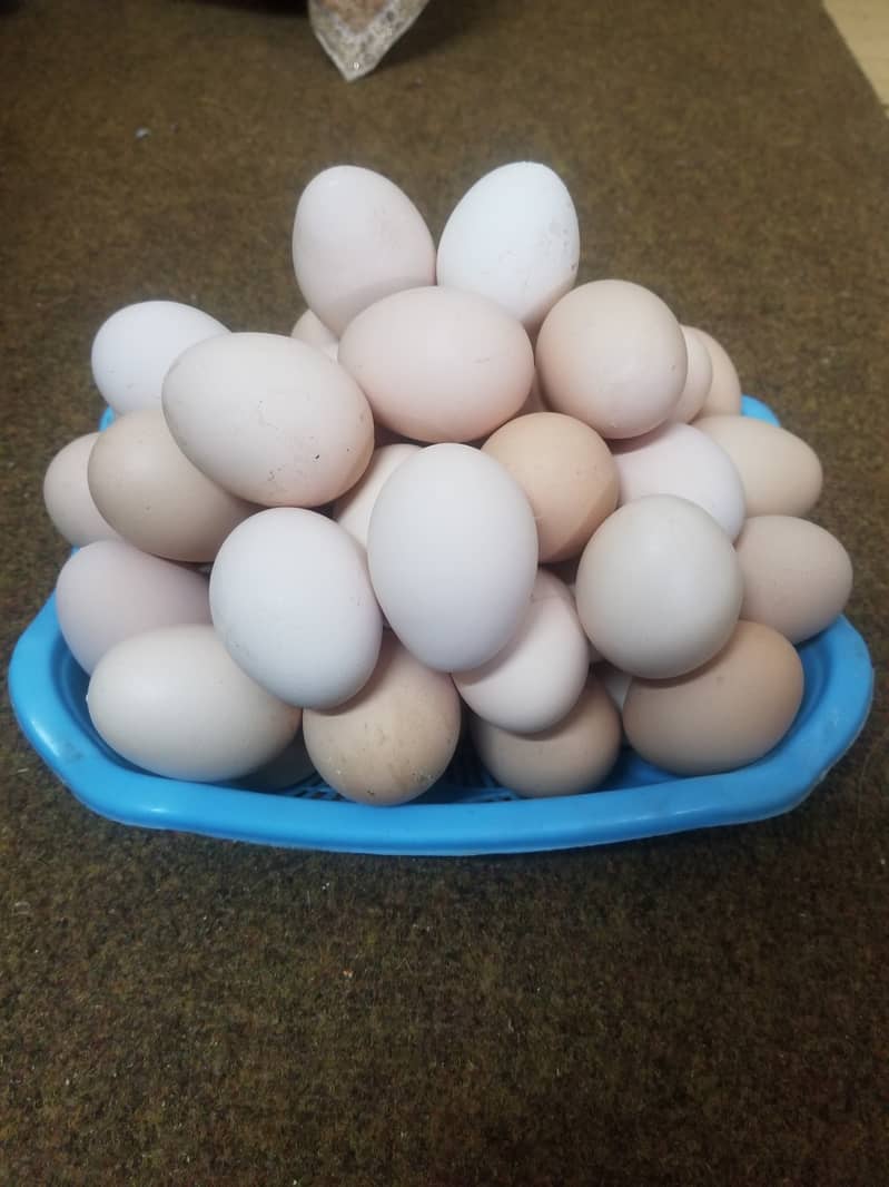 Pure desi eggs ghar ki murgion ka 650 per dzn 5