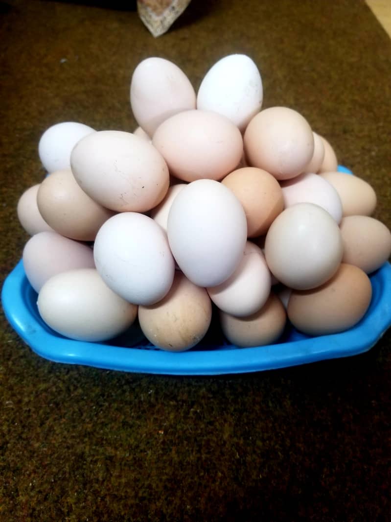 Pure desi eggs ghar ki murgion ka 650 per dzn 6