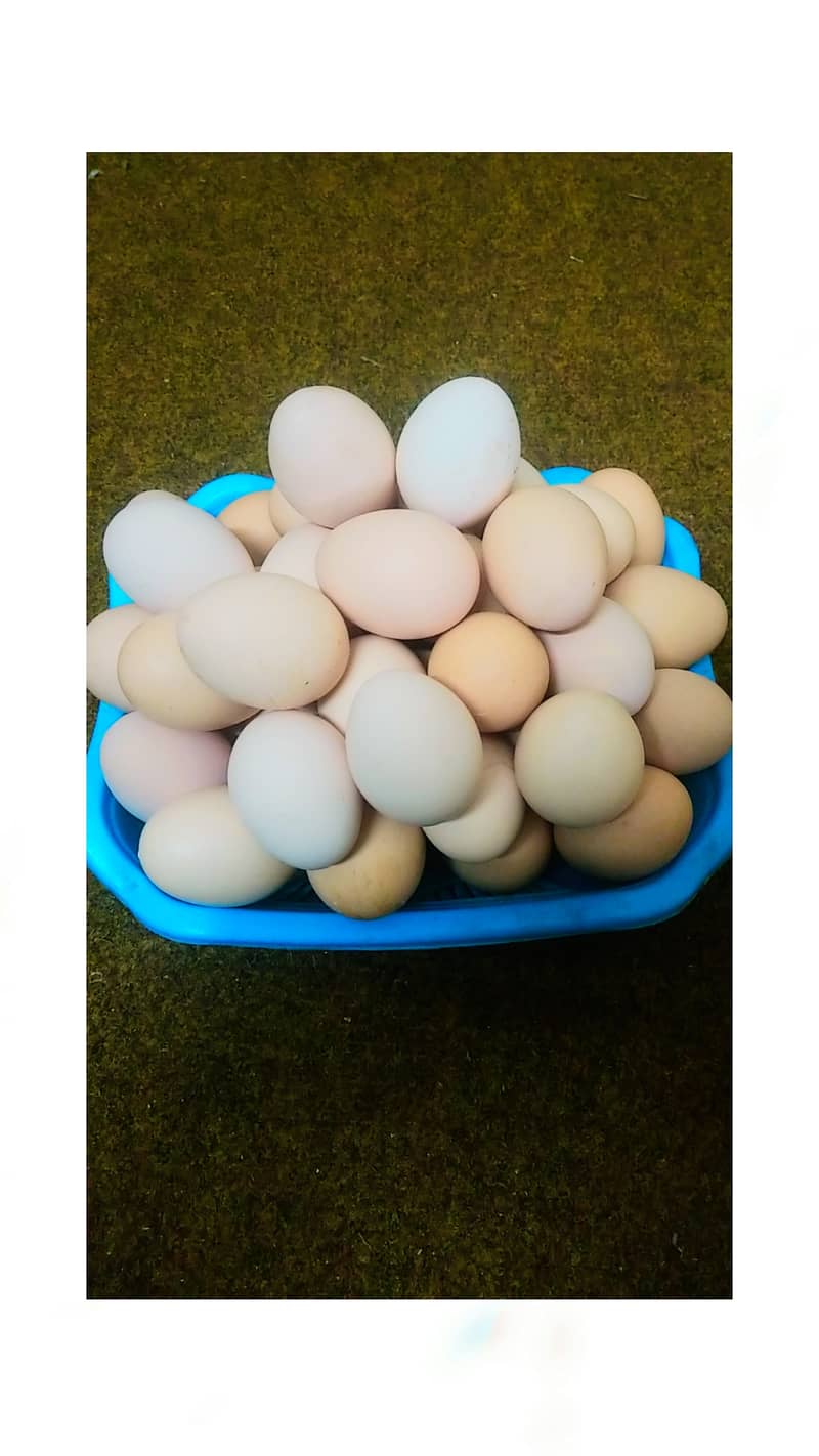 Pure desi eggs ghar ki murgion ka 650 per dzn 7