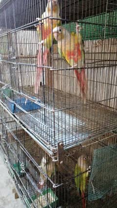 Conure chicks for sale